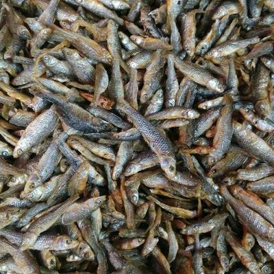 強力推薦 美味油炸小青魚，海味干貨批發，量多優惠
