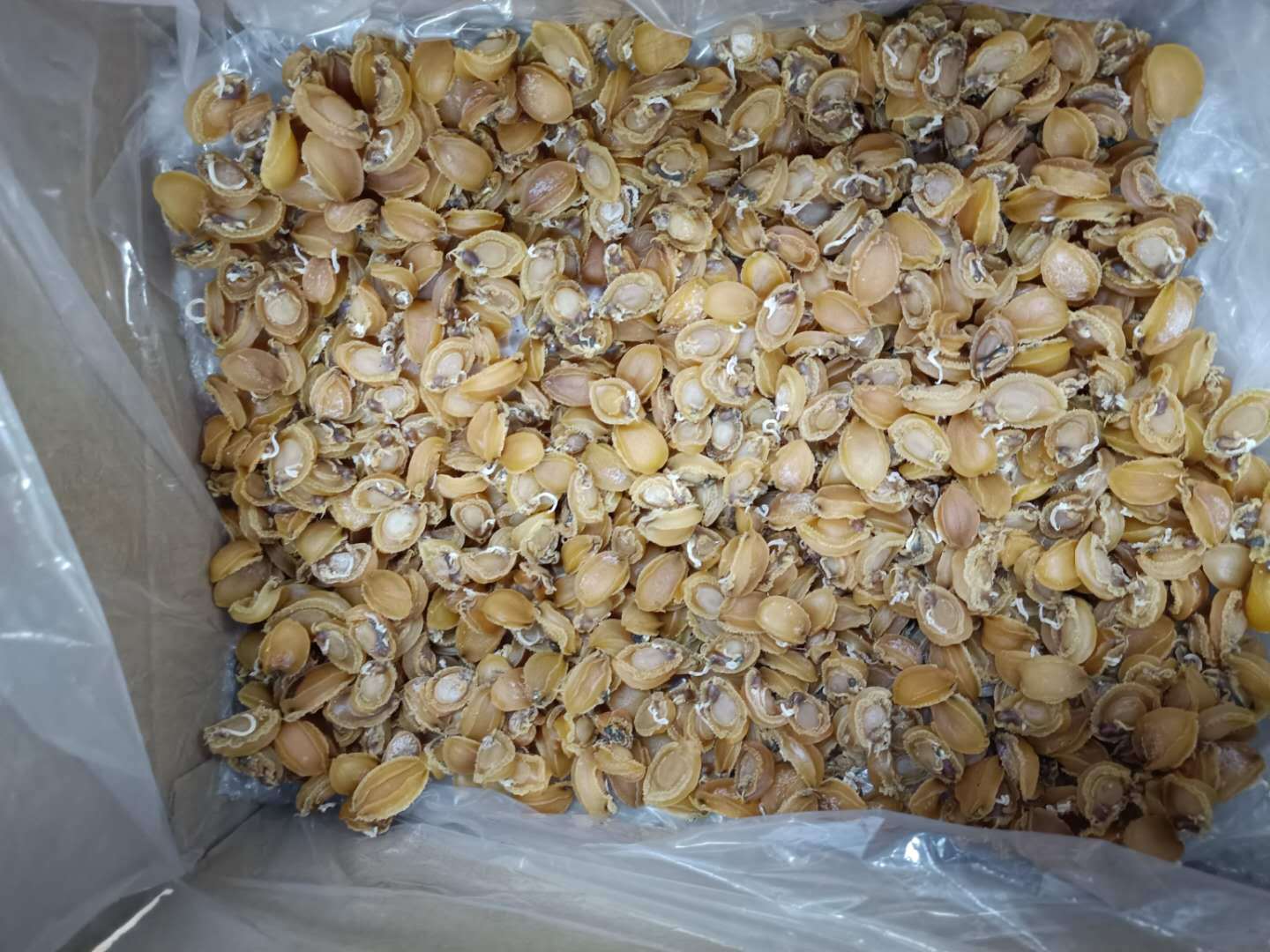 南非吉品鮑魚 陳年老鮑批發(fā)的優(yōu)選之選