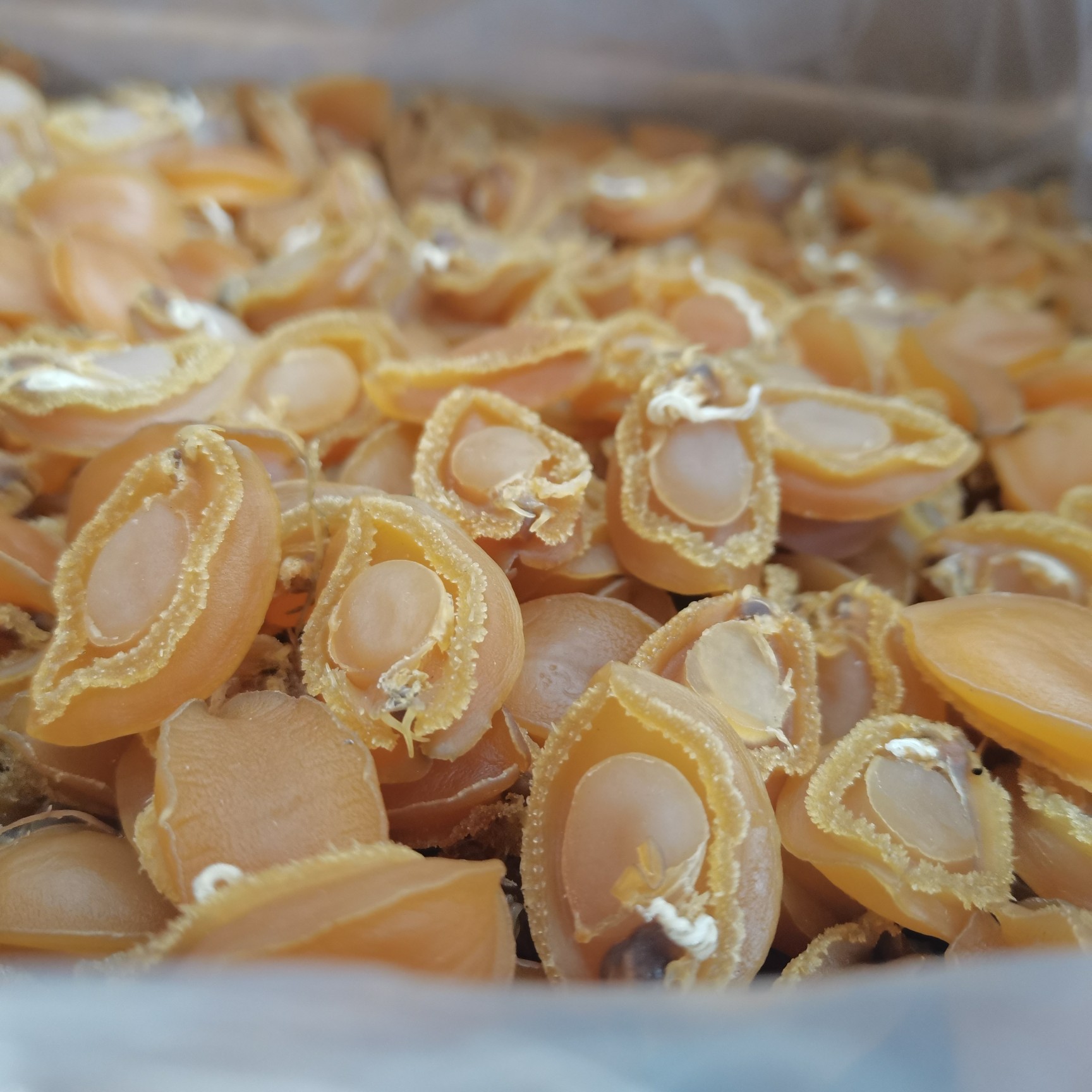 [鮑魚干批發(fā)]鮑魚干500g約40個淡干海味海產(chǎn)干貨煲湯營養(yǎng)滋補送禮養(yǎng)生