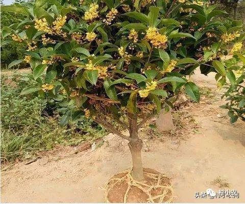 返鄉(xiāng)創(chuàng)業(yè)種植項(xiàng)目前景分析 野菜、花卉、花椒、藥材、果樹、蔬菜種植比較