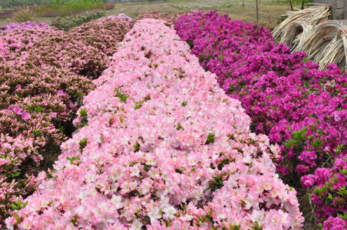 浙江金牛獎評選揭曉，杜鵑花王方永根為婺城蔬菜種植代言