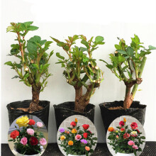 豆類種植 價(jià)格、圖片、品牌與種植指南